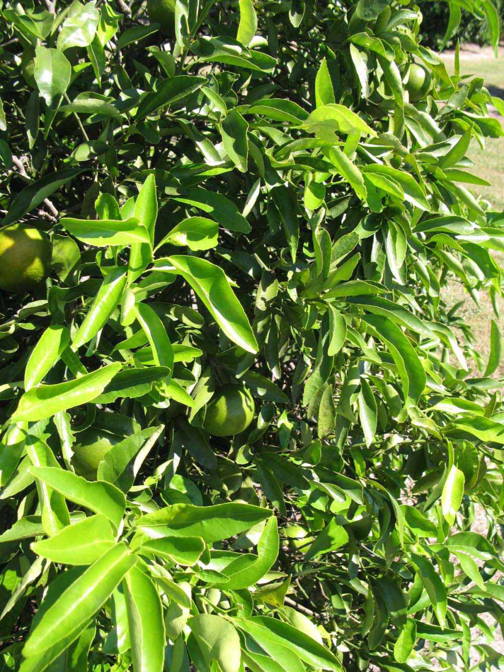              Sun leaves (Winter Haven, FL)       